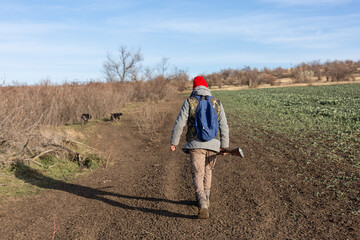 Mature hunter man holding a shotgun and walking through a field