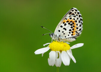 Close-up footage of butterflie feeding on salt and minerals on wet, damp ground.