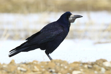 Wildlife - Birds. The rook (Corvus frugilegus) is a Eurasian bird in the genus Corvus. It feeds on a wide variety of foods, including worms, carrions, fruit berries and seeds.