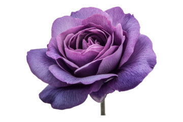 Beautiful purple rose with intricate petals and detail