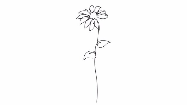 Self drawing animation of continuous single line wild flower. Trendy hand drawn line art, botanical design. 4K animated video.