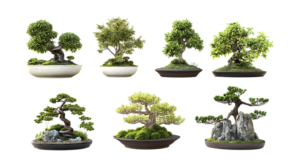 PNG Bonsai Set in Different Poses on Transparent Background for Botanical Design, Zen Aesthetic, or Miniature Tree Illustration