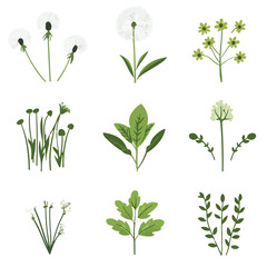 My Simple flat 2D icon dandelion branch greens collection isolated on a white background, vector, flat design, animation design, simple flat 2D icon, minimalist design, clipart