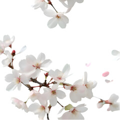 Obraz premium A seamless Cherry Blossom flower pattern featuring soft pink petals and elegant, blooming floral beauty. 