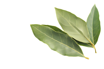 Close Up of Fresh Green Bay Leaves with Detailed Veins on Black Background Herbs and Spices Used for Culinary and Flavoring Food in Transparent Background