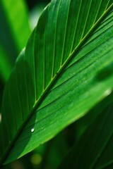 Intricate green palm leaf veins Tropical nature background , organic, wallpaper, leaves