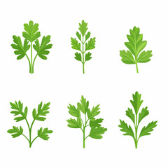 My Simple flat 2D icon parsley leaves isolated on a white background, vector, flat design, vector, flat design, animation design, flat 2D icon, minimalist design, vector