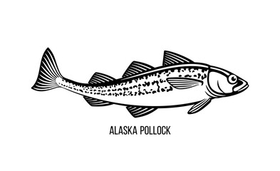 Alaska Pollock vector illustration of fish on on a white background. Seafood restaurant menu outline icon sign design. Wild nature, fishing, organic food