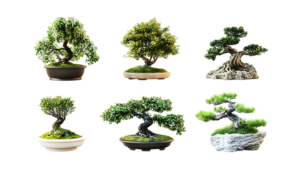 Bonsai trees in various styles are displayed on a pure transparent background, offering elegant miniature plant imagery for diverse botanical-themed.