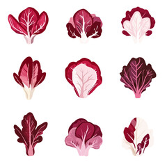 Very Simple flat 2D icon purple radicchio set isolated on a white background, vector, flat design, vector, flat design, animation design, flat 2D icon, minimalist design, vector