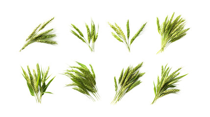 Pack Barley Set in Different Poses Against Transparent Background for Agricultural Branding, Cereal Illustration, or Healthy Eating Promotion