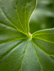 Explore the intricate beauty of nature with this vibrant green leaf. the image detailed veins and lush texture, showcasing the elegance and simplicity found in natural patterns. perfect for nature