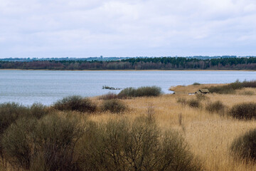 Scenic view of Krankesjön Lake with golden reeds and forest in Sweden