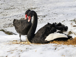 Naklejka premium A pair of Black Swans, Cygnus atratus, courting before nesting