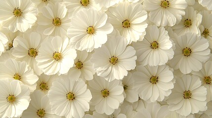 Fototapeta premium White Cosmos Flower Background.