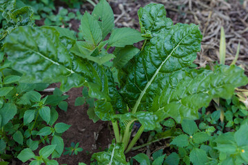 green leaves on the ground