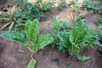 lettuce growing in the garden