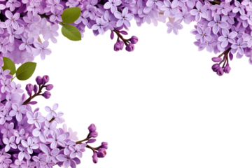 lilac flowers frame on white background