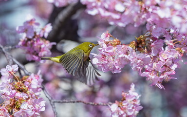 桜の中を飛びまわるメジロ