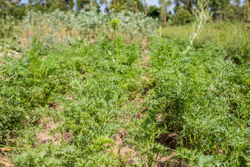 green grass background