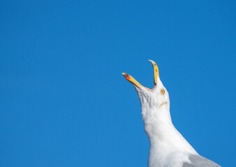 A seagull yelling into the deep blue sky. 