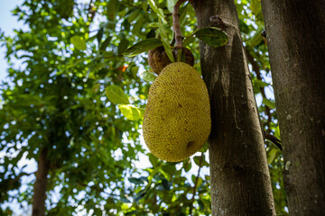 fruit on tree The jackfruit (Artocarpus heterophyllus) is a species of tree in the fig, mulberry,...