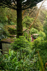 Walk through tropical forest, garden, waterfall in the Azores