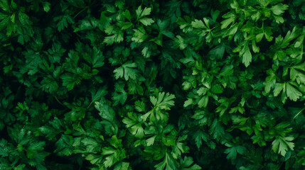 Vibrant parsley herb texture for culinary and design uses