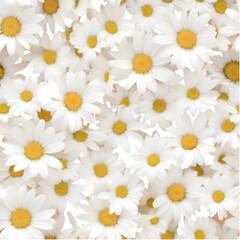 A seamless Daisies flower pattern featuring lively blooms and bright, fresh colors for a cheerful look. 
