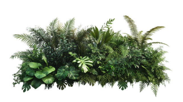 A tropical bush with an abundance of ferns and palm-like leaves, cut out and isolated on a transparent background, showcasing a rich, layered texture