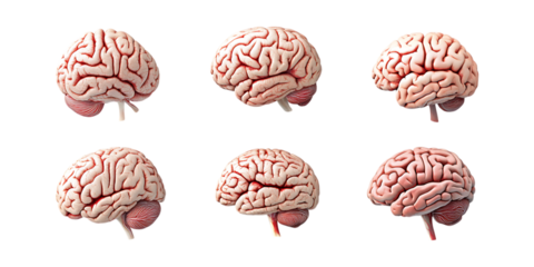 PNG Brain Set in Different Poses on Transparent Background for Science Illustration, Medical Education, or Neuroscience Design