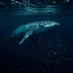 Fototapeta premium A Massive, Elderly Blue Whale Gliding Through the Deep Ocean, Surrounded by a School of Tiny, Glowing Jellyfish That Illuminate the Dark Waters Like Floating Lanterns in the Abyss