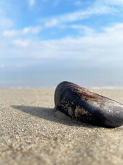 An oblong brown mussel shell sticks out of fine clean beige sand against a blue calm sea and a blue sky with large white clouds, close-up. Sunny autumn day. The shell casts a shadow on the sand.