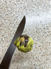 Round brown avocado pit with green avocado pieces attached to gray metal sharp blade of large knife on tabletop background, close-up, top view. Removed avocado pit. Cooking tricks.
