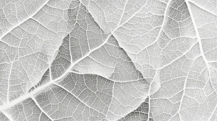Obraz premium Macro shot of leaf vein texture and intricate patterns for nature design