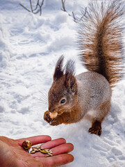 Fototapeta premium wild squirrel eats nuts and seeds on snow in winter park