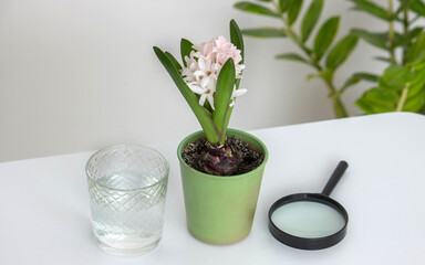 boy examines a flower with a magnifying glass. Selective focus