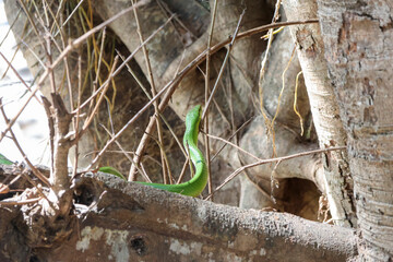 Obraz premium A big green snake is slithering at the base of a tree in the forest.