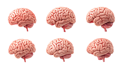 PNG Brain Set in Different Poses on Transparent Background for Science Illustration, Medical Education, or Neuroscience Design