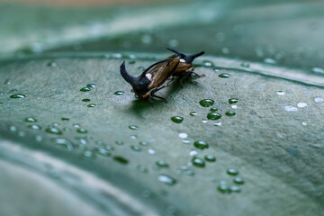 selective focus Strange treehopper, family Membracidae, breeding on green leaves in a moist forest during the rainy season in Thailand.
