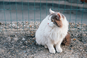 Beautiful longhaired cat with yellow eyes outdoors. Copy space for text.