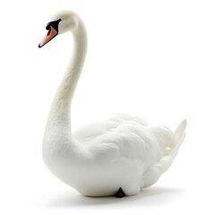 white swan isolated on white background