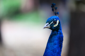Obraz premium Freilebender Pfau auf einem Bauernhof