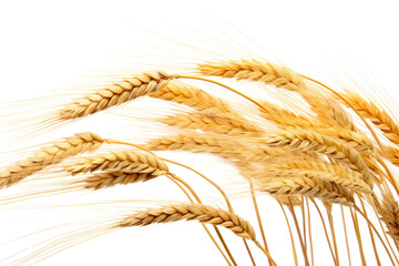 A close-up of golden wheat ears gently swaying in the breeze isolated on white background