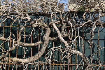 Grille extérieure avec branchages entremêlés