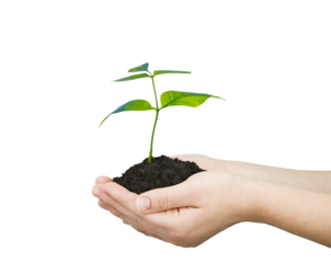 hands holding green plant isolated, new life concept