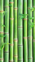 Fototapeta premium Green Bamboo Stalks Background. Natural Texture of Vertical Parallel Trunks with Knots and Leaves.
