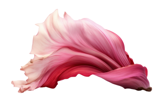 A banana blossom with a focus on its detailed, fringed edges and the subtle gradient of its colors from red to pink, isolated on white background