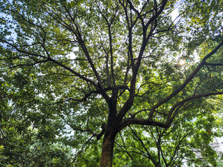 Serene Tree Canopy with Sunlight Filtering Through Leaves