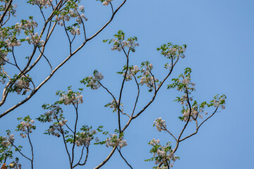 Beautiful summer white flower tree branches with wind, sky background